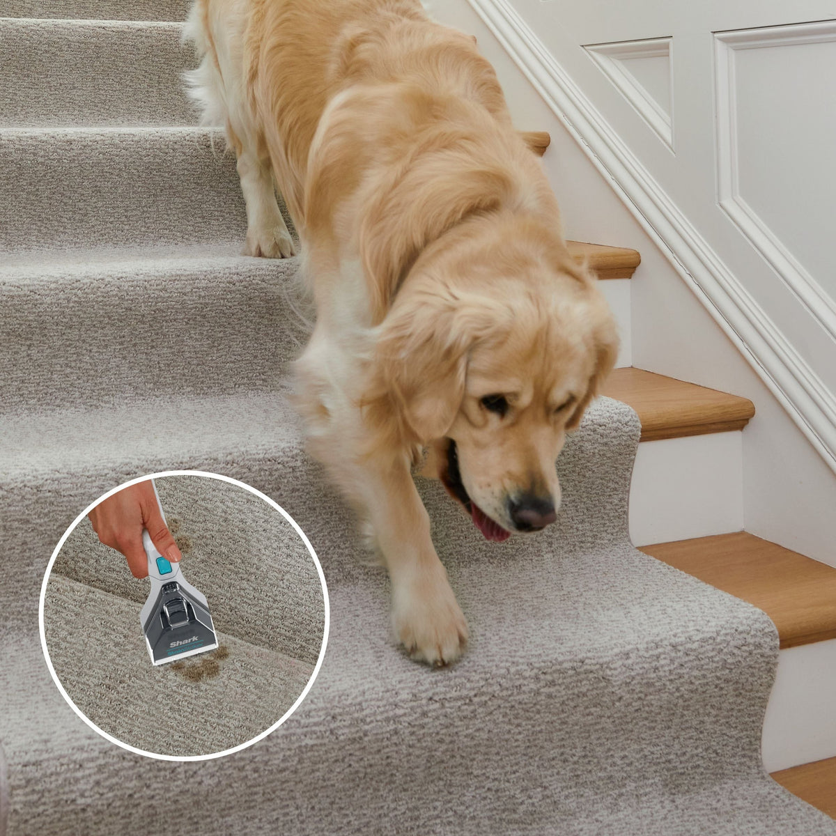 StainStriker Corded Portable Carpet & Upholstery Cleaner