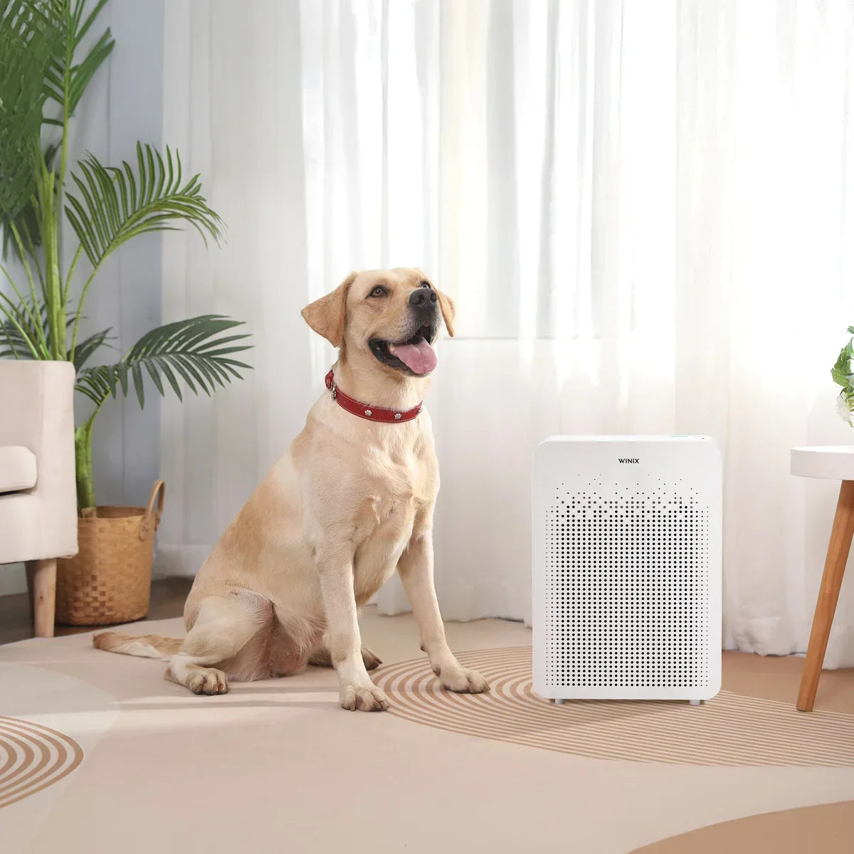 Winix C545 Air Purifier with True HEPA Filter Set